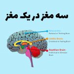 سه مغز در یک مغز